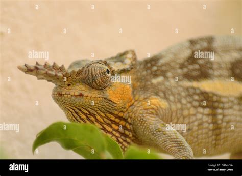 Close up of a two horned Chameleon in Arusha, Tanzania Stock Photo - Alamy