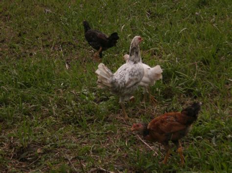 Ladang Ternakan Ayam Kampung Nak Beli Ayam Kampung