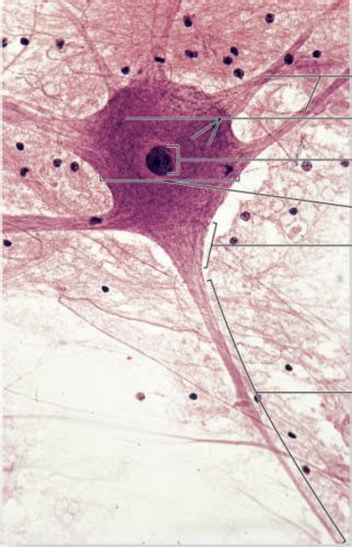 Histology of neurons, histological slides Flashcards | Quizlet