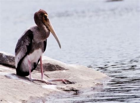Ranganathittu Bird Sanctuary - Wikitravel
