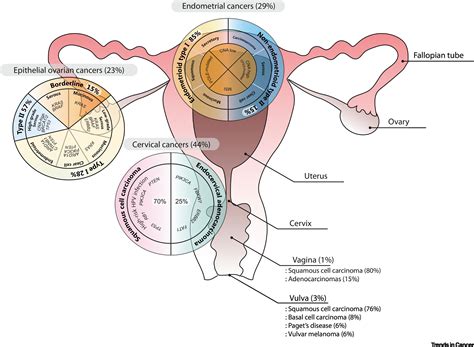 Human Derived Model Systems In Gynecological Cancer Research Trends In