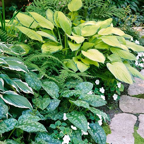 Tough Plants For Dry Shade