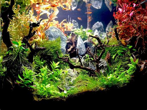 Aquascaping Styles Nature Aquarium Iwagumi Dutch Aquarium