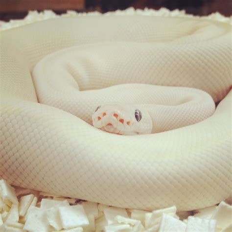 #leucistic #ballpython | Pet snake, Reptiles pet, Pretty snakes