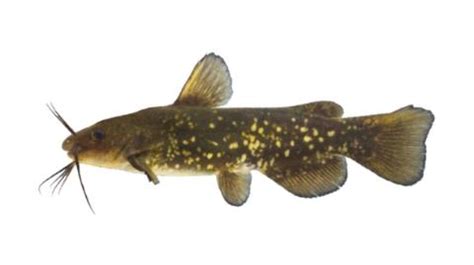 Fishing For Spotted Bullhead Fish Species FishAngler