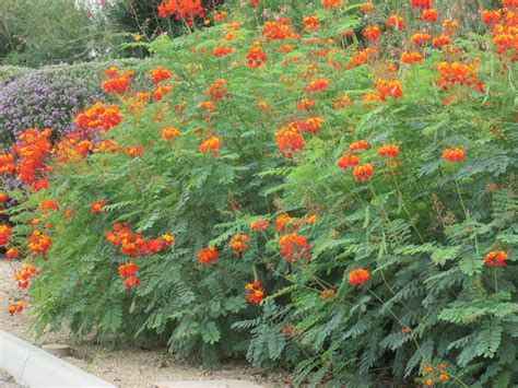 Desert Flowering Shrubs