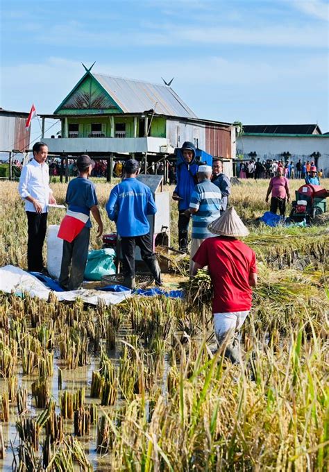 Maros Lumbung Beras Sulsel Presiden Surplus Panen Bisa Untuk Daerah Lain