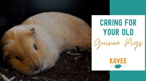 How Long Do Guinea Pigs Live Senior Guinea Pig Care