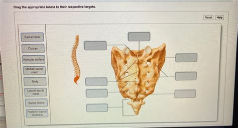 Solved Drag The Appropriate Labels To Their Respective Chegg