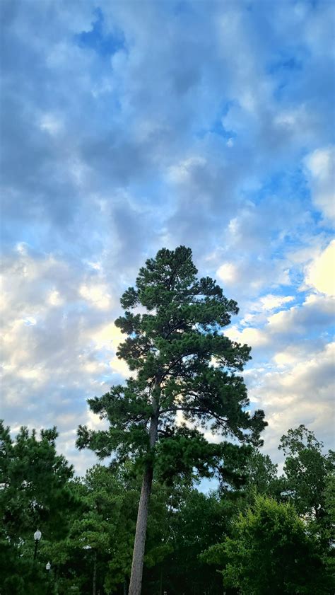 east texas pine  dont  mountains