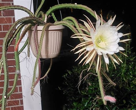 Selenicereus Grandiflorus Cuttings Night Blooming Epiphytic Cactus