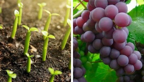 Descubre C Mo Cultivar Uvas En Casa Mejor Con Salud