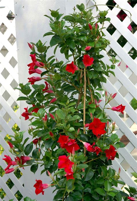 Mandevilla Sun Parasol Flowering Vines Beautiful Flowers