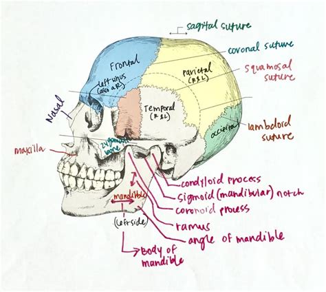 Cranial Bones | Dentistry student, Oral anatomy, Dental assistant