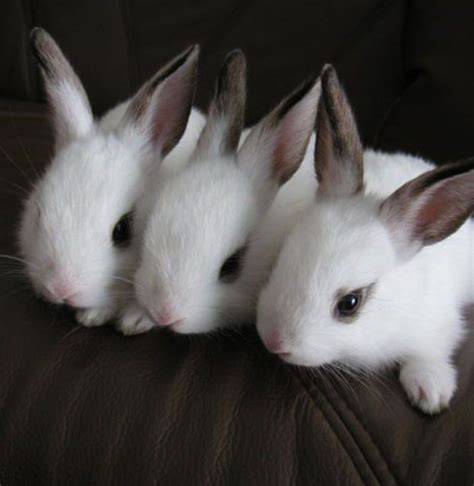 Three Little Bunnies Süße Tiere Süßer Hase Und Süßeste Haustiere