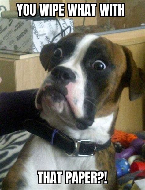 Cute Dog Face Meme By Jacob2020 Memedroid