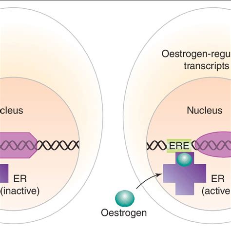 Simplified illustration of the mechanism of oestrogen action in a ...