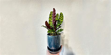 Rattlesnake Plant Care And Growing Guide Plantcarefully