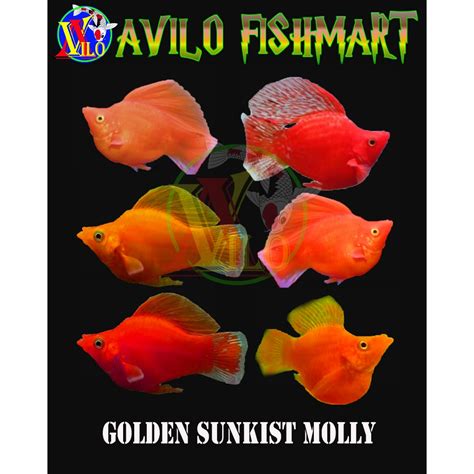 Jual Ikan Hias Aquascape Golden Molly Moli Balon Oren Sunkis Shopee