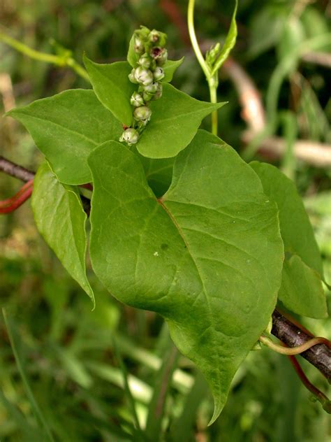 October Invasive Plant Of The Month State Of Indiana Cooperative