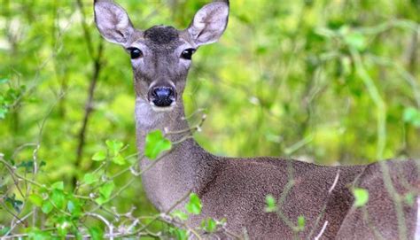 5 Facts About Texas Deer That You May or May Not Know