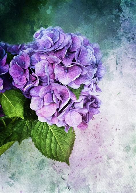 Hydrangea Purple Digital Art By Anita Hubbard Fine Art America