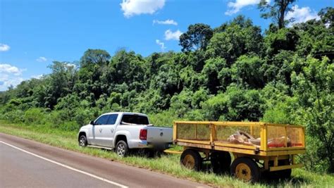 Una Mujer Y Su Hijo Heridos Al Ser Embestidos Por Un Tr Iler