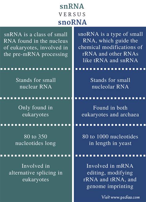 Difference Between snRNA and snoRNA | Definition, Features, Function