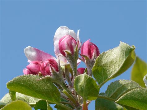 Apple Blossom Tree - Free photo on Pixabay - Pixabay