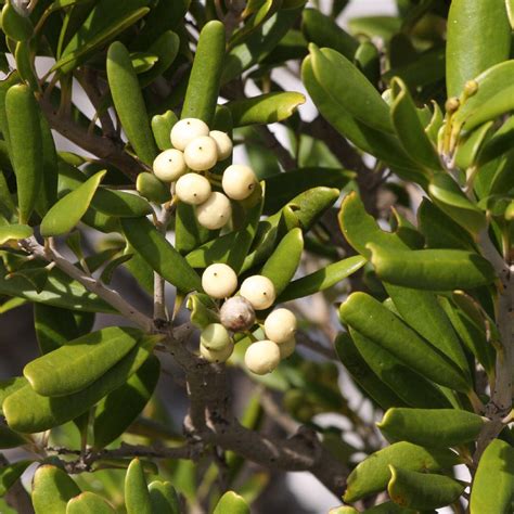 Jacquinia Keyensis Washwood