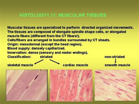 HISTOLOGY 1 11 MUSCULAR TISSUES Muscular Tissues Are