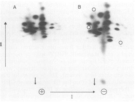 Two Dimensional Analysis Of The Tryptic Peptides Of P4849 A And P40