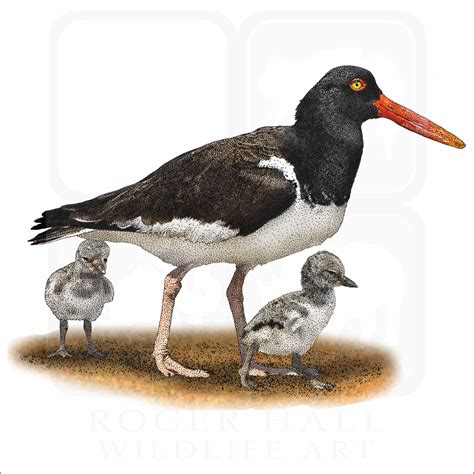 American Oystercatcher Signed Fine Art Print