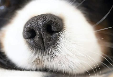 Can Dogs Smell Fear Heres How They React The Goody Pet