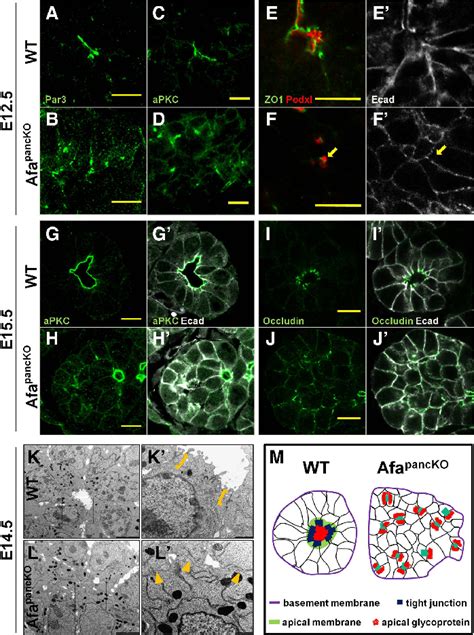 Apical membrane formation is not coordinated in the Afadin mutant tip ...