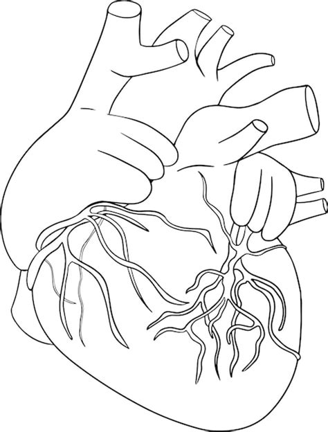 Icône Anatomique De La Ligne Vectorielle Du Cœur Humain Intérieur
