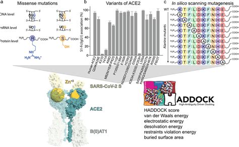 Schematic overview of the structure-based benchmark of ACE2 variants-S ...