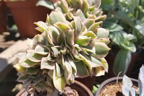 Fertilizer For Aeonium Succulentdotcare