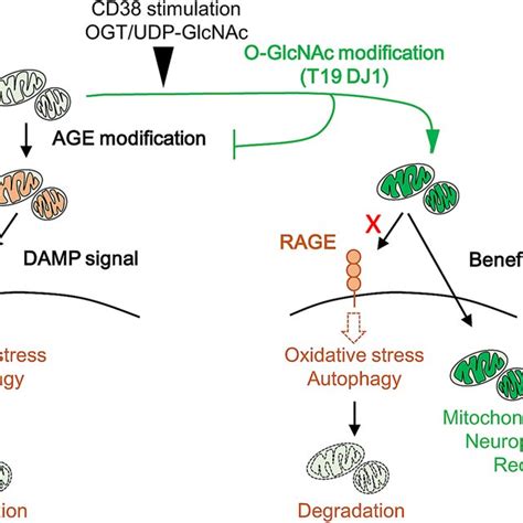 Mitochondrial O Glcnacylation Is Regulated By Cd38 Or Ogt Udp Glcnac Download Scientific