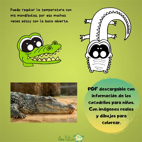 Actualizar 118 imagen biografia del cocodrilo para niños Abzlocal mx