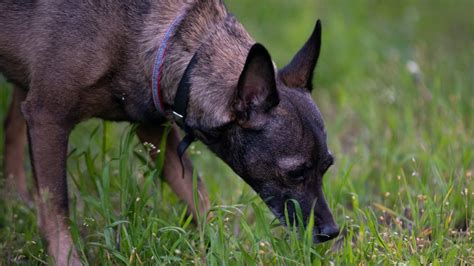 Grasmilben Beim Hund Fotos Erkennung Und Behandlung Verstehen