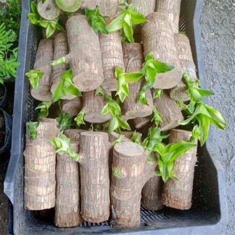 Lucky Bamboo Brazilian Lucky Wood Plant Wholesaler From Hojai