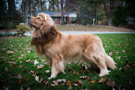 Walt Makes A Fierce Lion Golden Retrievers Golden Retriever Dog Forums