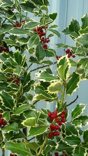 Variegated Holly With Red Berries Oregon Coastal Flowers