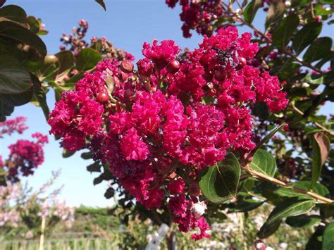 Lagerstroemia Indica Braise D T Lilas Des Indes Petit Arbre