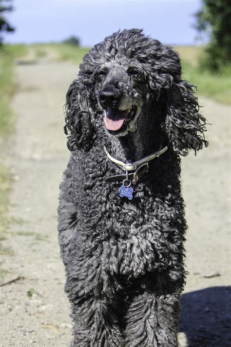 Download Free Photo Of Standard Poodleolder Standard Poodleungroomed