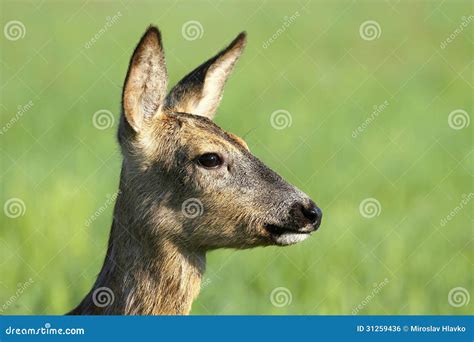 Roe Deer Portrait Stock Photo Image Of Mammal Hirsute 31259436