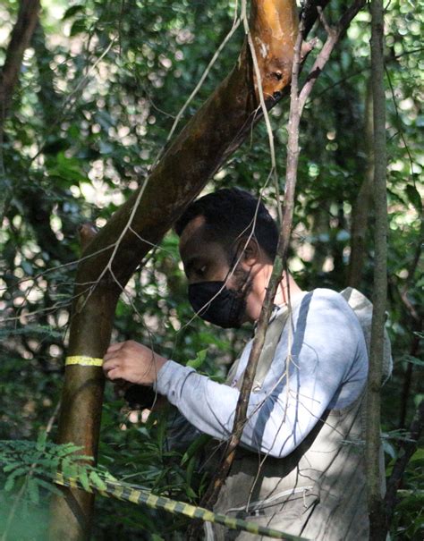 Quem pode fazer inventário florestal Resoluto Consultoria Ambiental