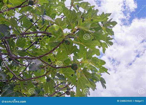 Ramas De Higuera Con Hojas Y Frutos Imagen De Archivo Imagen De Nubes