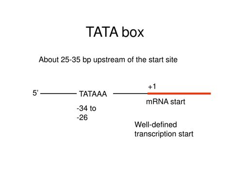 Ppt Eukaryotic Transcription Powerpoint Presentation Free Download